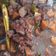 Cooksnap dari Audrey Ompusunggu untuk resep Rawon daging sapi
