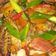 Cooksnap dari Lina Hasanah untuk resep Pindang Tongkol Kuah Pedas Segar