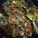 Cooksnap dari Reni untuk resep Daging Cincang Lada Hitam