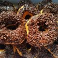 Cooksnap dari Novita Simatupang untuk resep Donat empuk anti gagal