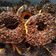 Cooksnap dari Novita Simatupang untuk resep Donat empuk anti gagal
