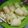Cooksnap dari Luriya Aulia untuk resep Siomay gubis isi ayam giling