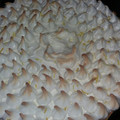 El cooksnap de Sella Gonzalez cuando hizo Lemon pie.