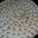 El cooksnap de Sella Gonzalez cuando hizo Lemon pie.
