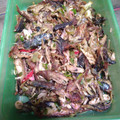 Cooksnap dari Yuni Kurniasih, untuk resep Tongkol suir bunga kecombrang