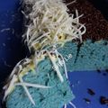 Cooksnap dari Syifa Li untuk resep Cake kukus bunga telang tanpa telur