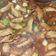 Cooksnap dari mamaroyyan untuk resep Nakji Bokkeum (Gurita Pedas ala Korea)