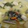Cooksnap dari Umma the sanjaya untuk resep Sambel Goreng Ndeso
