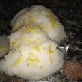 El cooksnap de Ele Ruth cuando hizo Helado de limón al agua.