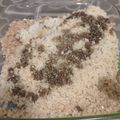 El cooksnap de José Antonio López cuando hizo Dorada a la sal.