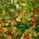 Cooksnap dari Vera Vitriyanasari untuk resep Oseng pare kangkung ala bunda Anne Avantie