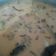 Cooksnap dari arta ria untuk resep Gulai ayam kampung lezat no MSG