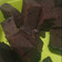 Cooksnap dari siti nuraini untuk resep Brownies Panggang Putih Telur
