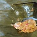 Cooksnap dari olivia natasya putri untuk resep Pepes ikan patin tempoyak (khas Palembang)