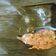 Cooksnap dari olivia natasya putri untuk resep Pepes ikan patin tempoyak (khas Palembang)