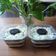 Cooksnap dari Ismarita Haeris untuk resep Oreo Dessert Box