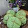 Cooksnap dari Naning Tutwuri Handayani untuk resep Roti Melon