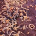 Cooksnap dari ayu ratri untuk resep brownies panggang klasik