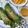 Cooksnap dari Vinken untuk resep Nasi Bakar Ayam Suir Kemangi