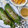 Cooksnap dari Vinken untuk resep Nasi Bakar Ayam Suir Kemangi