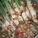 Cooksnap dari Elis Siti Atisah untuk resep Sate ayam lilit khas bali #MasakanBalinustra