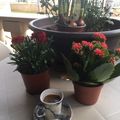 Cooksnap από Amalia Constantinou στη συνταγή Ελληνικός καφές "τουμπαριστός"