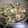 Cooksnap dari Mila Setyani untuk resep Tumis Pakcoy Bakso