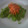 Cooksnap dari Siswaty Elfin Bachtiar untuk resep Salad Coleslaw