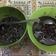 Cooksnap dari Nining Sekar untuk resep Cumi hitam gurih