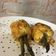 La cooksnap de leones cuando cocinó Rollitos rellenos de pavo, con miel y mostaza