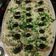 El cooksnap de Santiago Diamantino cuando hizo Vitel toné.