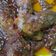 Cooksnap dari Sazama untuk resep Kepala Ayam Bumbu Mercon