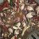 Cooksnap dari Iin Fitria Anggela untuk resep Oseng cumi basah cah buncis