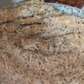 Cooksnap από Ειρήνη στη συνταγή Ράβδοι μελιτζάνας