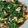 Harwin Prahara's cooksnap of when they made Spinach and Mushroom WFH Stir Fry.