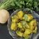 Bhumi Parikh's cooksnap of when they made બટાકાની સૂકી ભાજી/શાક (Potato Dry Sabji Recipe in Gujarati).