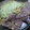 El cooksnap de Lobito Serra cuando hizo Salsa de brócoli.