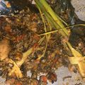 Cooksnap dari Vindyyy untuk resep Tumis Pedas Kerang Dara