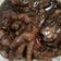 Cooksnap dari ireine b. untuk resep Ayam teriyaki enak