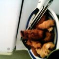 malachaihardin11's cooksnap of when they made Sausage pancakes Sticks.