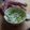 El cooksnap de Elena cuando hizo Guacamole original.