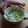 El cooksnap de Elena cuando hizo Guacamole original.
