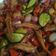 Cooksnap dari Shita Anggie Mustika untuk resep Tumis Teri Bawang Merah