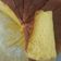 Cooksnap dari Nay Efbe untuk resep Vanilla Sponge Cake