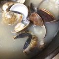 貓熊_湯圓 的 薑絲蛤蜊清湯 cooksnap