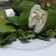 Cooksnap dari Dewi Setyawati untuk resep Lemper Abon Tuna