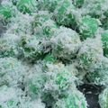 Cooksnap dari Dewdew untuk resep KLEPON tepung ketan