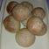 Cooksnap dari Cicik Ary untuk resep Eggless burger & hotdog bun