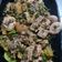 Cooksnap dari bollewangen untuk resep Kikil Cabe Hijau (ala padang)
