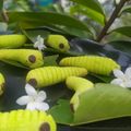 Cooksnap dari Mbak Dian untuk resep Kue Kering Ulat hijau (No Oven) #18